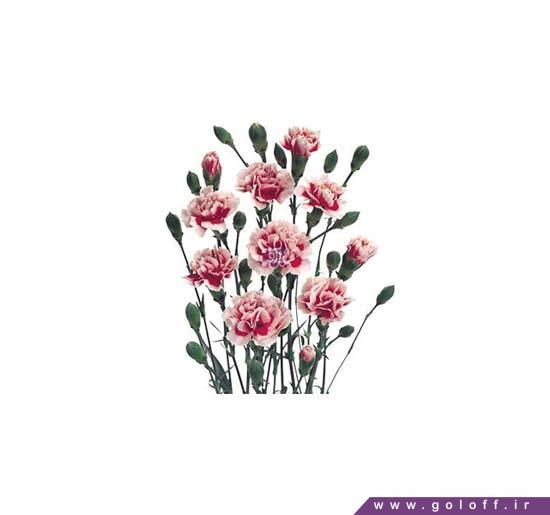 گل اینترنتی - گل میخک مینیاتوری اسکارلت - Miniature Carnation | گل آف